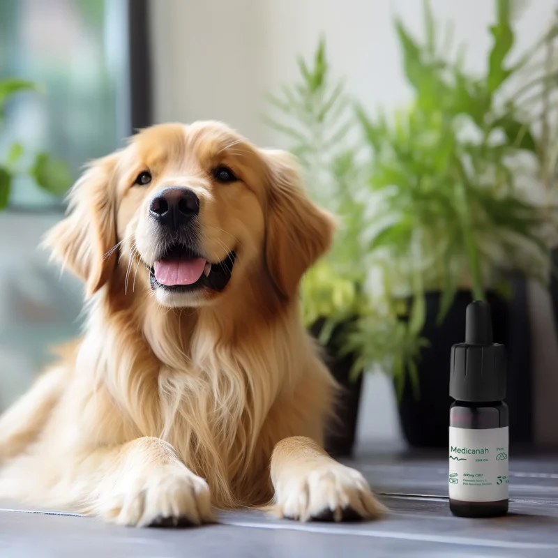 Ulei-cbd-5-animale-caini-pet